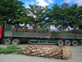 Cung cấp cây bóng mát Tại Quảng Ninh Uy Tín-Giá Rẻ 
