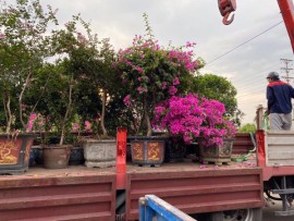 Dịch Vụ Cung cấp cây phong thủy uy tín-giá rẻ nhất tại Hạ Long Quảng Ninh