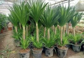 CÂY CẢNH QUẢNG NINH ĐA DẠNG - GỌI NGAY 0967.529.668 - MÔI TRƯỜNG XANH, TRANG TRÍ HOÀN HẢO!
