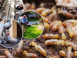 [GIẢI PHÁP TRIỆT ĐỂ] CÔNG TY DỊCH VỤ DIỆT MỐI TẬN GỐC QUẢNG NINH - GỌI NGAY 0967.529.668 MÔI TRƯỜNG XANH, BẢO VỆ NGÔI NHÀ BẠN!