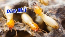 CHỦ ĐỘNG NGĂN CHẶN MỐI MỌT: GỌI NGAY 0967.529.668 - PHÒNG CHỐNG MỐI HIỆU QUẢ TẠI QUẢNG NINH - MÔI TRƯỜNG XANH, BẢO VỆ TỔ ẤM BỀN VỮNG!