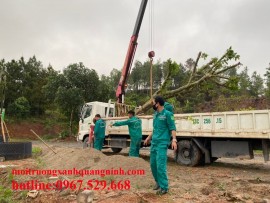 THUÊ CẨU TỰ HÀNH TẠI QUẢNG NINH - NHANH CHÓNG, LINH HOẠT, GIÁ TỐT - GỌI NGAY 0967.529.668
