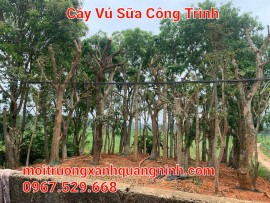 Môi Trường Xanh Quảng Ninh Hoàn Thành Gói Chăm Sóc Cây Xanh Cho Khu Quản Lý Vận Hành và Sửa Chữa – Nhiệt Điện Quảng Ninh