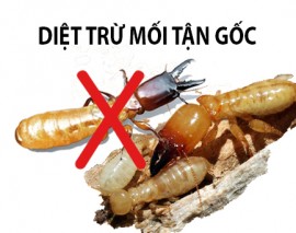 TRUNG TÂM DIỆT MỐI SINH HỌC QUẢNG NINH - AN TOÀN, HIỆU QUẢ, GỌI NGAY: 0967.529.668!