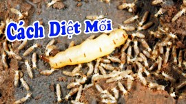 Diệt Mối Tận Gốc Cho Bệnh Viện | Hotline 0967.529.668 - Môi Trường Xanh Quảng Ninh