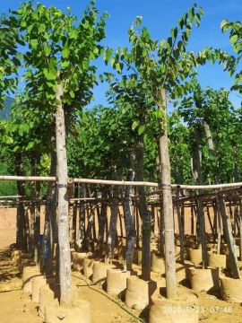 TÌM CÔNG TY THIẾT KẾ CẢNH QUAN UY TÍN TẠI QUẢNG NINH? MÔI TRƯỜNG XANH QUẢNG NINH LÀ LỰA CHỌN SỐ 1 0967.529.668
