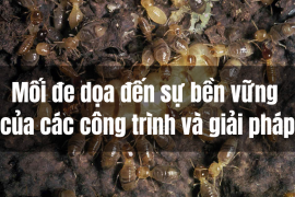 Cảnh báo: Mối đe dọa công trình của bạn! Giải pháp nào an toàn? Liên hệ ngay:  0967.529.668