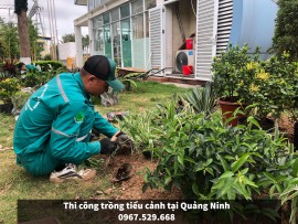 NHẬN THI CÔNG TRỒNG TIỂU CẢNH CÂY XANH – THẢM HOA ĐẸP TẠI QUẢNG NINH