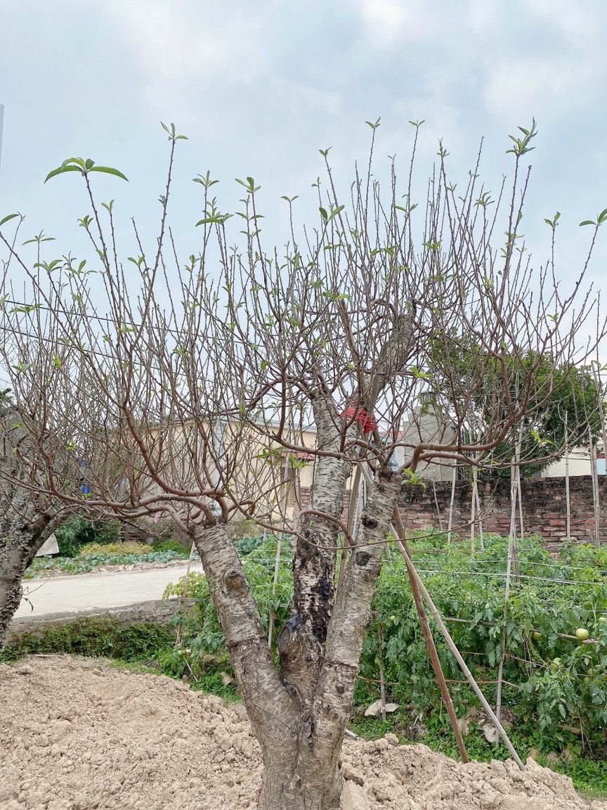 Cho thuê đào tết Hạ Long