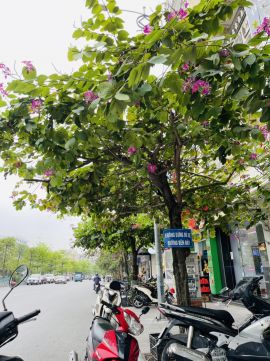 Trồng cây bóng mát đón mùa hè tại Quảng Ninh