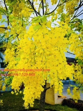 Bán cây osaka hoa vàng dáng đẹp giá tốt tại Quảng Ninh