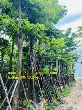 Bán cây giáng hương công trình giá tốt nhất Hạ Long tại vườn ươm /0967.529.668