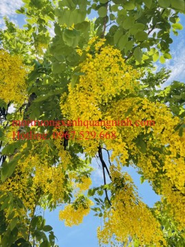 Mùa hè trồng Osaka hoa vàng tại Hạ Long /0967.529.668