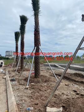 CẮM CỌC, DỰNG KHUNG THÉP CHỐNG DỰNG CHO CÂY TRỒNG UY TÍN, GIÁ RẺ TẠI HẠ LONG LIÊN HỆ: 0967.529.668