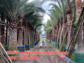 BÁN, CUNG CẤP CÂY CHÀ LÀ HÀNG TUYỂN CHỌN GIÁ RẺ TẠI UÔNG BÍ, QUẢNG NINH LIÊN HỆ: 0967.529.668