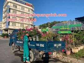 DỊCH VỤ VẬN CHUYỂN VÀ DI DỜI CÂY XANH UY TÍN TẠI HẠ LONG LIÊN HỆ: 0967.529.668