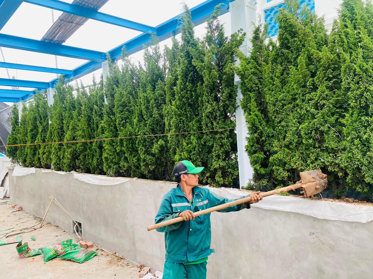 cung cấp cây xanh cho công trình