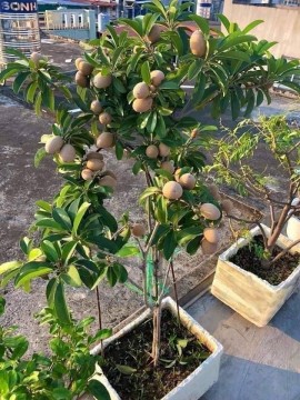 Bỏ túi bí kíp trồng cây Hồng Xiêm trong vườn nhà sai trĩu quả ăn mãi không hết