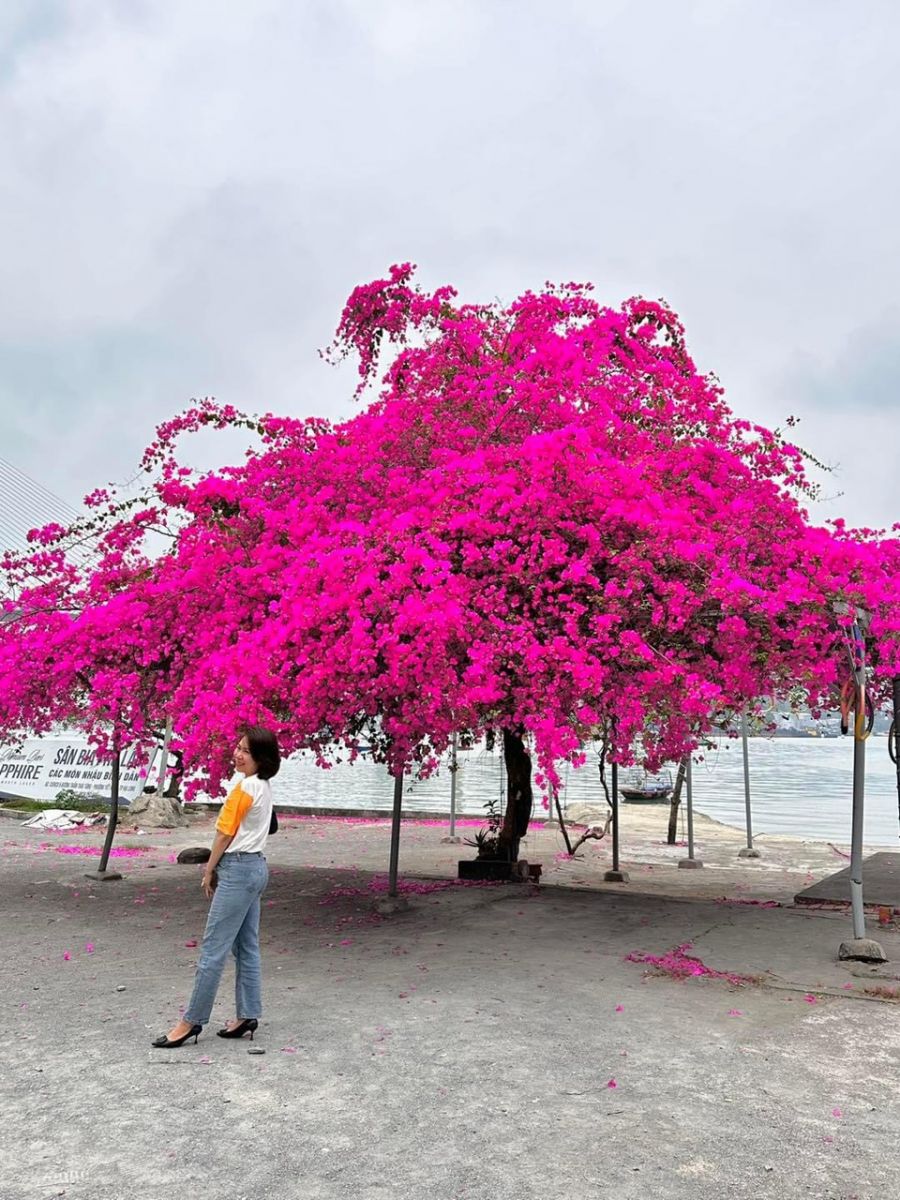 cây hoa giấy trồng tại Hạ Long Quảng Ninh