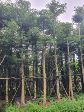 Môi Trường Xanh Quảng Ninh 